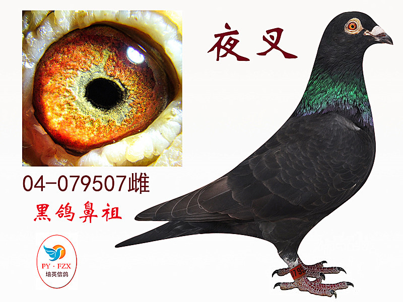 山东飞天激光亮相2018郑州安防展【星空官网登录】(图2) xingkong体育官网登录